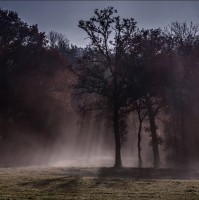 /album/photos-de-pierre-goigoux1/tree-of-light-jpg2/
